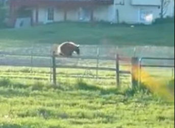 L2001007 brown bear walks down street without protection (Parte 2)