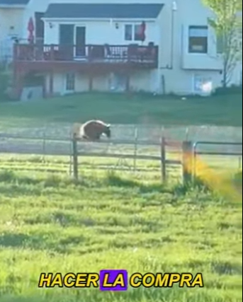 L2001007 brown bear walks down street without protection (Parte 2)