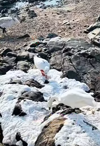 L2001006 man helps duck difficult birth to lay eggs (Parte 2)