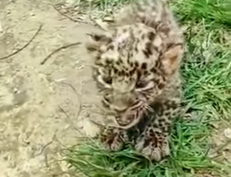 L2001004 leopard anxiously checks every car passes by (Parte 2)