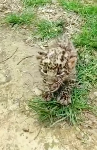 L2001004 leopard anxiously checks every car passes by (Parte 2)