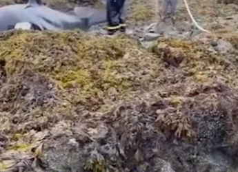 L2001001 Rescue of killer whale stranded on rocky beach (Parte 2)