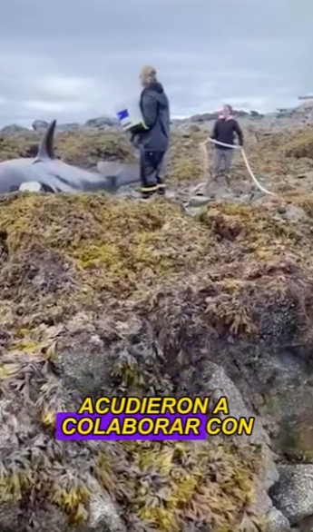 L2001001 Rescue of killer whale stranded on rocky beach (Parte 2)