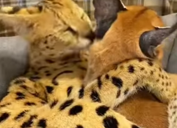 L2001002 serval developed feelings caracal (Parte 2)