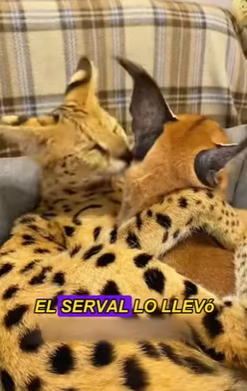 L2001002 serval developed feelings caracal (Parte 2)