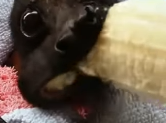 S2001001 Dans ma piscine ce drôle de truk qui nage (Part 2)