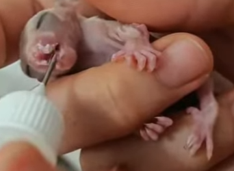 S2001006 trouve un bonbon haribo vivant qui bouge on le sauve et on (Part 2)