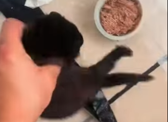 S2001007 Je trouve cette drôle de silhouette noir dans ma marre et je adopte (Part 2)