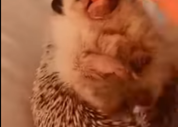 S2001003 Un petit hérisson est tombé dans eau je aide et je adopte (Part 2)