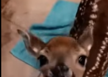 S2001005 Une maman daim bat et rejette son petit alors on intervient et on le (Part 2)