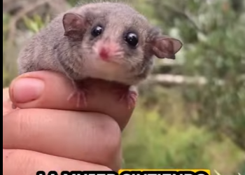 R0501003 Rescatar la zarigüeya (Parte 2)