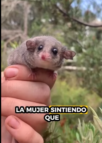 R0501003 Rescatar la zarigüeya (Parte 2)