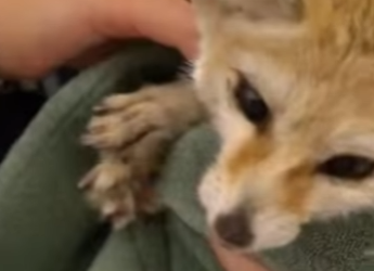 R2001006 Rescate del zorro fénec (Parte 2)