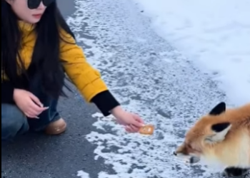 R2001002 Rescata al zorro (Parte 2)