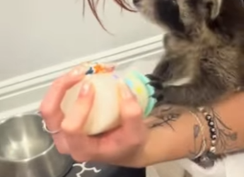 R2001003 Rescatar mapaches (Parte 2)