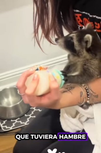 R2001003 Rescatar mapaches (Parte 2)