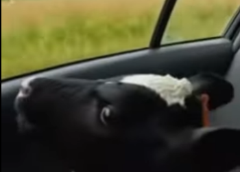 R2001005 Rescatar las vacas lecheras (Parte 2)