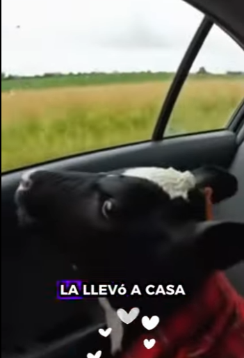 R2001005 Rescatar las vacas lecheras (Parte 2)