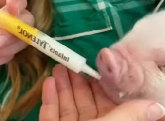 R2001004 Cerdos rescatados (Parte 2)