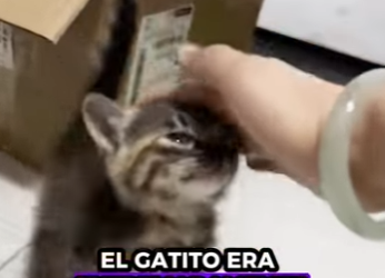 R2001001 Gatito rescatado (Parte 2)