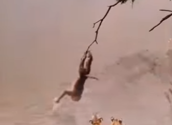 A2001006 Tigers can only be mercilessly mocked by baboons (Parte 2)