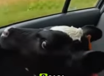 A2001002 Rescatar a las vacas lecheras (Parte 2)