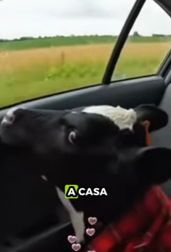 A2001002 Rescatar a las vacas lecheras (Parte 2)