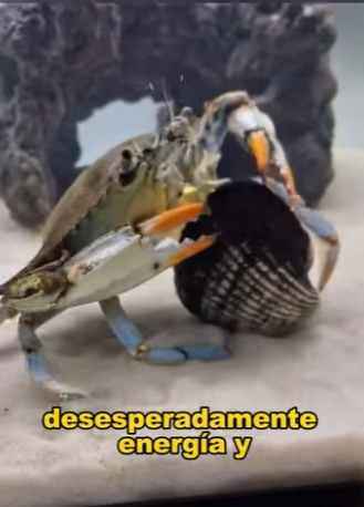 A2001001 Crabs use their intelligence to open clam shells (Parte 2)