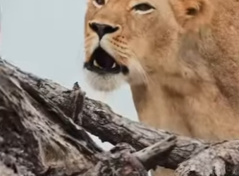 A2001007 Lioness gets her neck caught in a branch while falling in revenge for her cubs (Parte 2)
