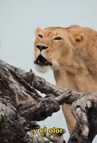 A2001007 Lioness gets her neck caught in a branch while falling in revenge for her cubs (Parte 2)