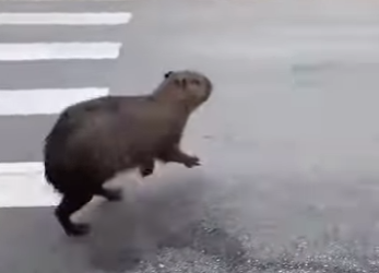 A2001004 Rescate de Kapibala (Parte 2)