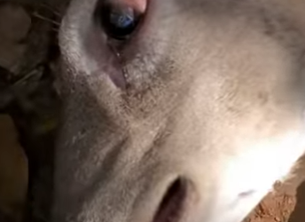 A2001003 Rescata al ciervo (Parte 2)