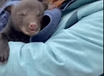 R0501006 Rescate de cachorros de oso (Parte 2)