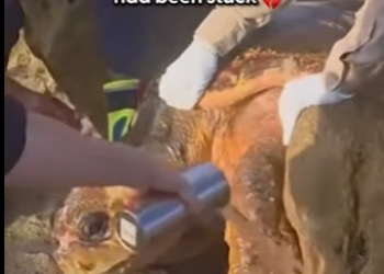 W2001004 Where love goes, healing follows (Part 2)