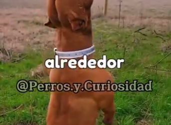 Y2001006 itbull VS Dogo Argentino. ¿Quién gana este duelo? (Parte 2)