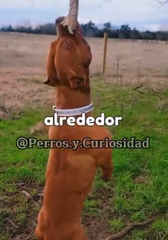 Y2001006 itbull VS Dogo Argentino. ¿Quién gana este duelo? (Parte 2)