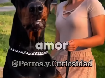 Y2001001 Razas que te protegen de un Pitbull (Parte 2)