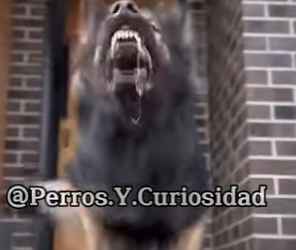 Y2001005 Este es el doberman (Parte 2)