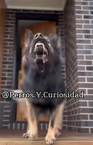 Y2001005 Este es el doberman (Parte 2)