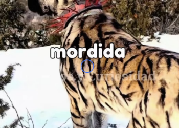 Y2001007 Los cuatro perros más poderosos del mundo. ¿Cuál crees que falta? (Parte 2)