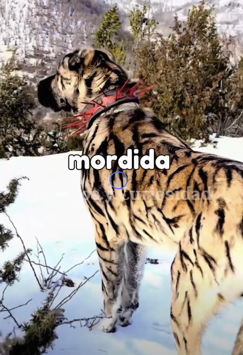 Y2001007 Los cuatro perros más poderosos del mundo. ¿Cuál crees que falta? (Parte 2)