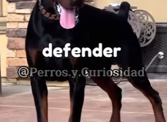 Y2001002 perros que no pueden vencer al presa canario (Parte 2)