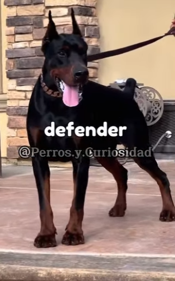 Y2001002 perros que no pueden vencer al presa canario (Parte 2)