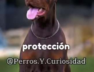 Y2001003 Ese es el doberman (Parte 2)