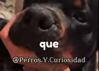 Y2001004 Nunca compre un pastor alemán (Parte 2)