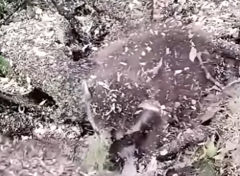 D2001002 Every rescue is a victory for love (Part 2)