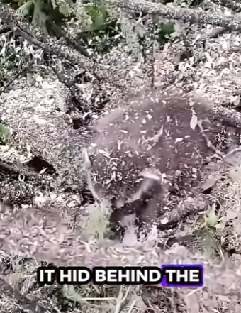 D2001002 Every rescue is a victory for love (Part 2)