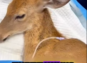 D2001003 When help arrives just in time (Part 2)