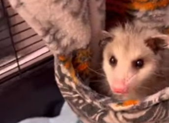 D2001005 Another soul finds safety today (Part 2)