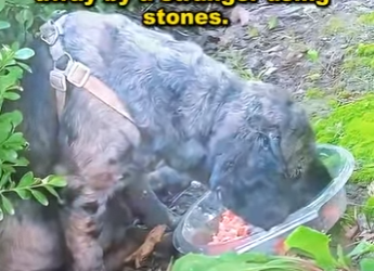 E2001002 When humans choose kindness (Part 2)